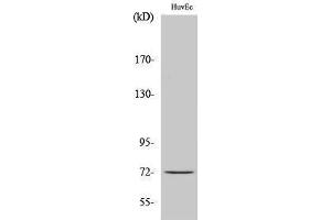 Western Blotting (WB) image for anti-Cell Division Cycle 16 Homolog (S. Cerevisiae) (CDC16) (Tyr405) antibody (ABIN3183796) (CDC16 antibody  (Tyr405))