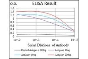 ELISA image for anti-V-Raf-1 Murine Leukemia Viral Oncogene Homolog 1 (RAF1) antibody (ABIN1108823) (RAF1 antibody)