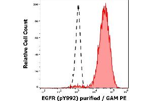 Separation of EGF stimulated A431 cell suspension stained using anti-human EGFR (pY1173) (EM-13) purified antibody (concentration in sample 3 μg/mL, GAM PE, red-filled) from EGF stimulated A431 cell suspension unstained by primary antibody (GAM PE, black-dashed) in flow cytometry analysis (intracellular staining). (EGFR antibody  (Tyr1173))