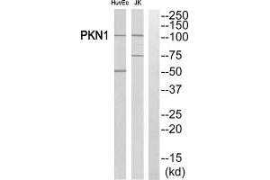Western Blotting (WB) image for anti-Protein Kinase N1 (PKN1) (Internal Region) antibody (ABIN1852724)