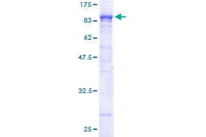 ACOX1 Protein (AA 1-660) (GST tag)