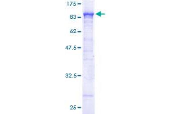 ACOX1 Protein (AA 1-660) (GST tag)