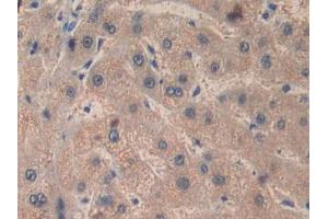 IHC-P analysis of Human Liver Tissue, with DAB staining. (Factor VIII antibody  (AA 2253-2346))