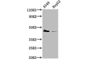 Western Blot Positive WB detected in: A549 whole cell lysate, HepG2 whole cell lysate All lanes: TBC1D20 antibody at 1:2000 Secondary Goat polyclonal to rabbit IgG at 1/50000 dilution Predicted band size: 46, 20, 49 kDa Observed band size: 46 kDa