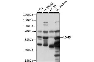 Western blot analysis of extracts of various cell lines, using LDHD antibody (ABIN7268173) at 1000 dilution. (LDHD antibody  (AA 158-507))