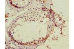 Immunohistochemistry of paraffin-embedded human testis tissue using ABIN7164721 at dilution of 1:100 (PROK2 antibody  (AA 20-129))