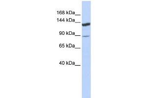 WB Suggested Anti-TRIM24 Antibody Titration:  0. (TRIM24 antibody  (Middle Region))
