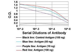 ELISA analysis of Bpifa2 monoclonal antibody, clone 2B4F5  at 1:10000 dilution. (STXBP3 antibody  (AA 16-169))