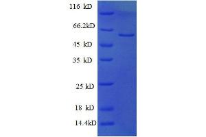 PRKCSH Protein (AA 15-302, partial) (GST tag)