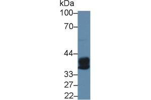Western Blot; Sample: Rat Bone marrow lysate; Primary Ab: 5µg/ml Rabbit Anti-Human CPA3 Antibody Second Ab: 0. (CPA3 antibody  (AA 110-417))