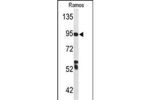 Western blot analysis of C7 Antibody (Center) (ABIN653210 and ABIN2842751) in Ramos cell line lysates (35 μg/lane). (C7 antibody  (Center))