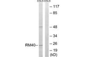 Western Blotting (WB) image for anti-Mitochondrial Ribosomal Protein L40 (MRPL40) (AA 101-150) antibody (ABIN2890055) (MRPL40 antibody  (AA 101-150))