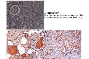 Immunohistochemistry with anti-nestin antibody showing nestin staining in cytoplasm of of ductal epithelium of human salivary gland (B) and in nucleus and cytoplasm of human breast tissue (C). (Nestin antibody  (AA 1484-1500))