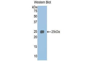 Western Blotting (WB) image for anti-alpha 1 Microglobulin/bikunin precursor (AMBP) (AA 20-202) antibody (ABIN1077776) (AMBP antibody  (AA 20-202))