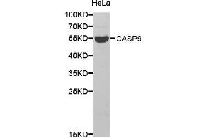 Western blot analysis of extracts of HeLa cell line, using CASP9 antibody. (Caspase 9 antibody)