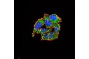 Immunofluorescence analysis of Hela cells using SELL mouse mAb (green).