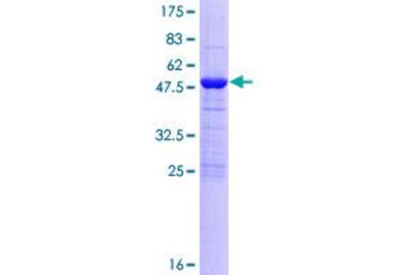 MOBKL3 Protein (AA 1-225) (GST tag)