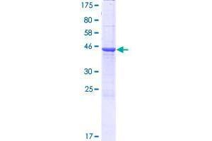 Image no. 1 for Cerebellin 4 Precursor (CBLN4) (AA 1-201) protein (GST tag) (ABIN1348182) (CBLN4 Protein (AA 1-201) (GST tag))