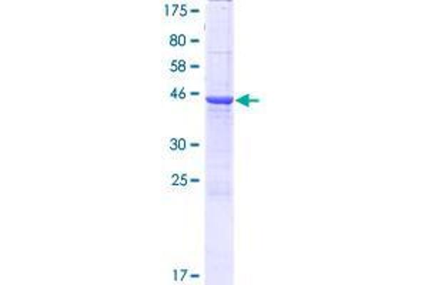 CBLN4 Protein (AA 1-201) (GST tag)