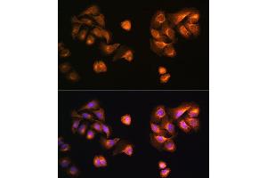 Immunofluorescence analysis of U2OS cells using COPZ1 antibody (ABIN6127709, ABIN6138892, ABIN6138893 and ABIN6215734) at dilution of 1:100. (COPZ1 antibody  (AA 1-177))