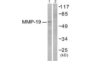 Western Blotting (WB) image for anti-Matrix Metallopeptidase 19 (MMP19) (N-Term) antibody (ABIN1848680) (MMP19 antibody  (N-Term))