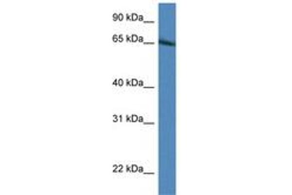 IRF2BP1 antibody  (AA 178-227)