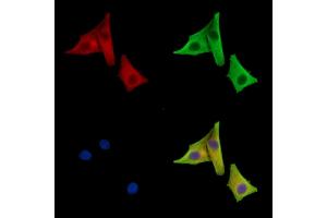 ABIN7096593 and ABIN7100657 staining HepG2 cells by IF/ICC. (UPB1 antibody)
