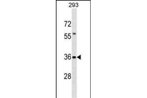 TFG Antibody (Center) (ABIN1537980 and ABIN2838185) western blot analysis in 293 cell line lysates (35 μg/lane). (TFG antibody  (AA 184-212))