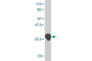 CSRP3 antibody  (AA 95-194)