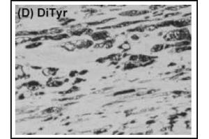 Immunohistochemistry (IHC) image for anti-Dityrosine (DT) antibody (ABIN492669) (Dityrosine antibody)