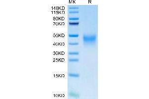 Human PD-1 on Tris-Bis PAGE under reduced. (PD-1 Protein (AA 25-167) (His tag))
