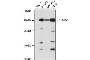 Western blot analysis of extracts of various cell lines, using ST antibody (ABIN6129464, ABIN6148550, ABIN6148551 and ABIN6222848) at 1:1000 dilution. (STAM2 antibody  (AA 376-525))