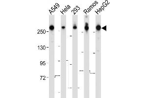 Western Blotting (WB) image for anti-Fatty Acid Synthase (FASN) (AA 942-973) antibody (ABIN1537694)