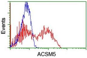 HEK293T cells transfected with either RC209798 overexpress plasmid (Red) or empty vector control plasmid (Blue) were immunostained by anti-ACSM5 antibody (ABIN2455678), and then analyzed by flow cytometry. (ACSM5 antibody)