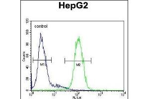 S100Z Antibody (N-term) (ABIN654583 and ABIN2844285) flow cytometric analysis of HepG2 cells (right histogram) compared to a negative control cell (left histogram).