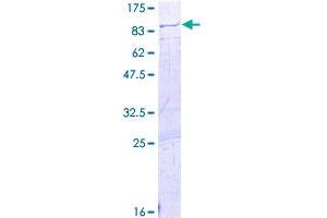 LIN9 Protein (AA 1-558) (GST tag)