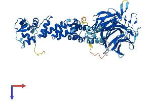 Kelch-Like 38 (KLHL38) (AA 1-581) protein (His tag)