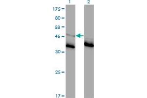 Western Blot analysis of GLRA1 expression in transfected 293T cell line by GLRA1 monoclonal antibody (M01), clone 2E6.