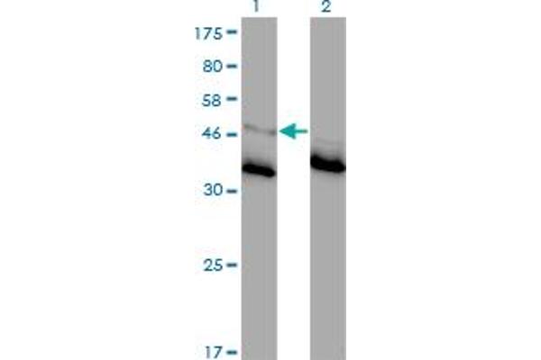 GLRA1 antibody  (AA 121-220)