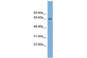 GGT2 antibody used at 0. (gGT2 antibody  (N-Term))