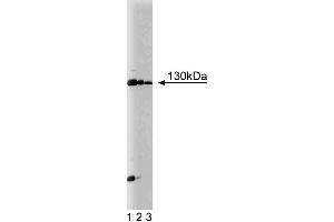 Western blot analysis of JAK1 on Jurkat cell lysate.