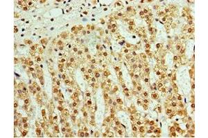 Immunohistochemistry of paraffin-embedded human adrenal gland tissue using ABIN7145043 at dilution of 1:100