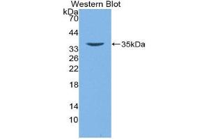 Western Blotting (WB) image for anti-Defensin beta 2 (BD-2) (AA 24-64) antibody (ABIN1172176) (beta 2 Defensin antibody  (AA 24-64))