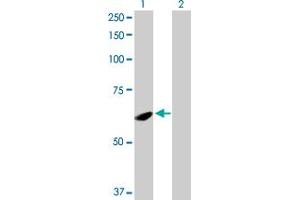 Western Blot analysis of SPATA2 expression in transfected 293T cell line by SPATA2 MaxPab polyclonal antibody. (SPATA2 antibody  (AA 1-520))
