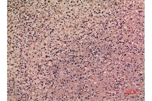 IL-28 antibody  (C-Term)