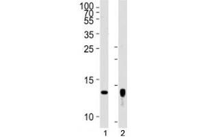Western blot analysis of lysate from human placenta tissue lysate, SK-BR-3 cell line (left to right) using Trx2 antibody diluted at 1:1000 for each lane. (TXN2 antibody  (AA 136-166))