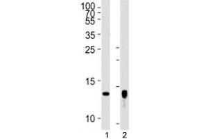 Western blot analysis of lysate from human placenta tissue lysate, SK-BR-3 cell line (left to right) using Trx2 antibody diluted at 1:1000 for each lane.