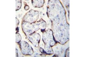 Immunohistochemistry analysis in formalin fixed and paraffin embedded human placenta reacted with LETM2 Antibody (N-term) Cat. (LETM2 antibody  (N-Term))
