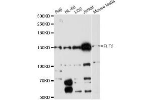 Western blot analysis of extracts of various cell lines, using FLT3 antibody. (FLT3 antibody)