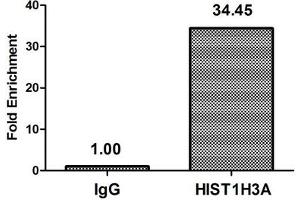 Chromatin Immunoprecipitation Hela (4*10 6 , treated with 30 mM sodium butyrate for 4h) were treated with Micrococcal Nuclease, sonicated, and immunoprecipitated with 5 μg anti-HIST1H3A (ABIN7139180) or a control normal rabbit IgG. (HIST1H3A antibody  (acLys37))
